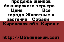 продажа щенков йокширского терьера › Цена ­ 25 000 - Все города Животные и растения » Собаки   . Кировская обл.,Киров г.